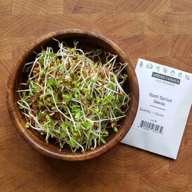 Spelt, Sprout Seeds